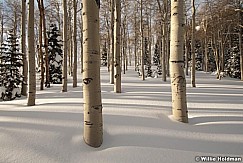 aspensnow013010 0227