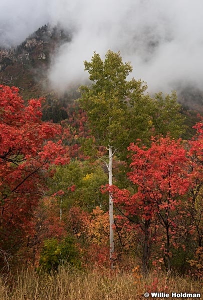 Cascade Mountain Aspen 092216 5977