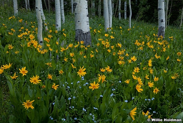 Arrowleafdaisies072511 74