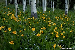 Arrowleafdaisies072511 74