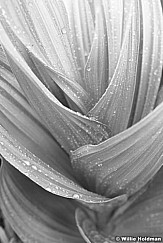 Skunk Cabbage Detail BW063019 7807