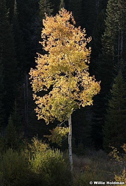 Isolated Aspen 092920 1507 6