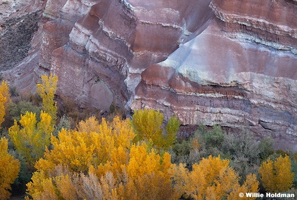 Yellow Cottonwood Bentonite 110125 2483 2