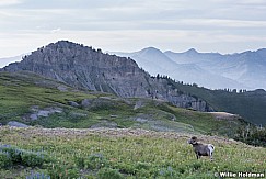 Timpanogos BigHorn Sheep 0723 0715 3