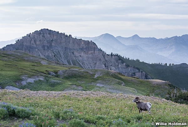 Timpanogos BigHorn Sheep 0723 0715 3