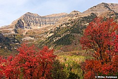 Autumn Maples Timp 092016 4252 3