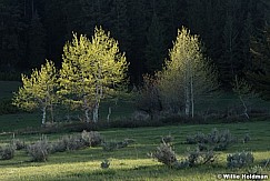 Spring Aspens 051017 7417