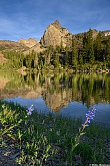 Lake Blanche Wasatch Beard Tongue 061626 0892