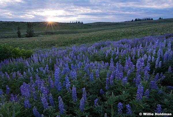 Lupine Lake Creek 071118 9711 3