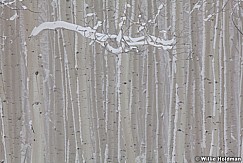 frostaspens100711 334