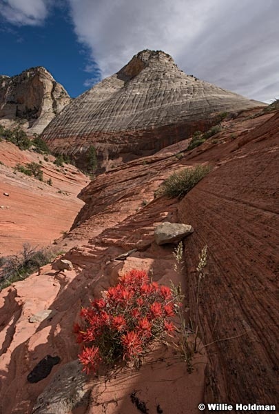 Sandstone Domes Paintbrush 042617 8904