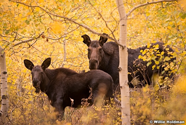 Moose Calf 101514 4573 2