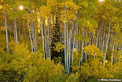 Lone Pine Among Aspens 100722 1474