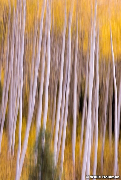 Yellow Pine Aspens 100813 0386