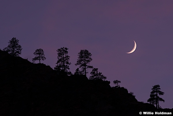 Crescent Moon Tree 110613 0326