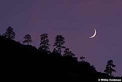 Crescent Moon Tree 110613 0326