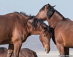 Two Friends Mustangs 051621 9662