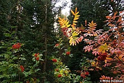 autumn berries092608 6844