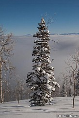 pine tree012810 0482