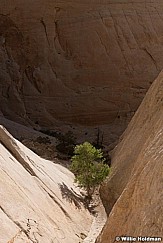 Lone Tree Capitol Reef 052021 0440