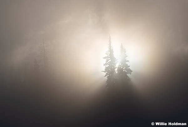 Fog Sun Rays 120125 2