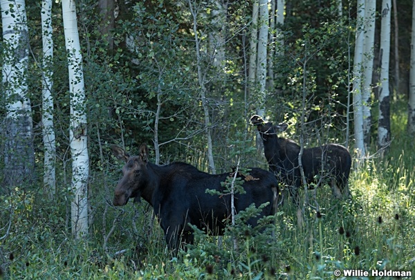 Two Moose In Aspens 090823 0936 3 3