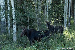 Two Moose In Aspens 090823 0936 3 3