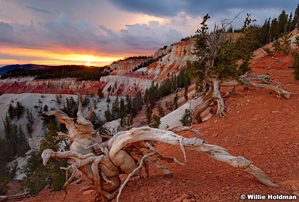 cedarbreakswalkingtrees071410
