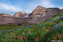 Timpanogos Wildflowers 0071915 0819F