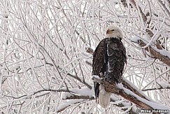 BaldEagle010209 1418