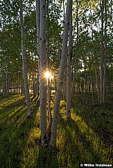 Spring Green Aspen Sunburst 061623 3197