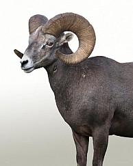 Big Horn Sheep on Timpanogos Mountain, Utah