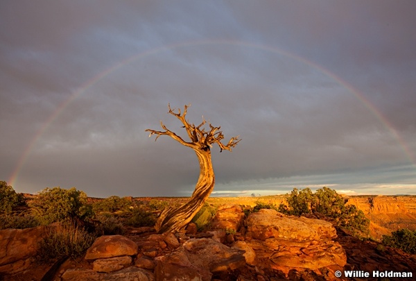 TreeRainbow070811 9660