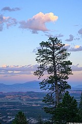Ponderosa Pine Boulder Mountain 073126 9570