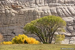 Sandstone Cottonwoods 101817 4276