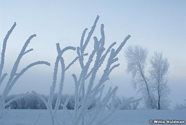 hoarfrost timpwinter2008 23