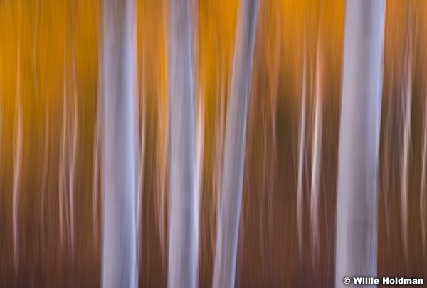 ImpressionisticOrange Aspens 100713 0059