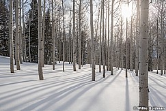 Aspen Long Shadows 032621 7625 5