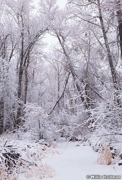 Timberlakes Snow 112918 9011 3