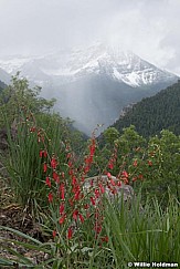 Penstemon Timpanogos 060820 2 2