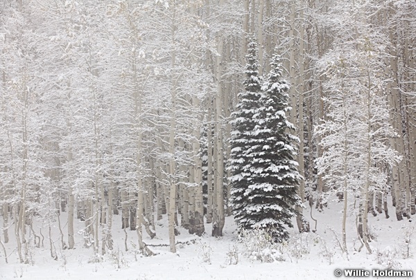 Pineamongfrostaspens100711 168