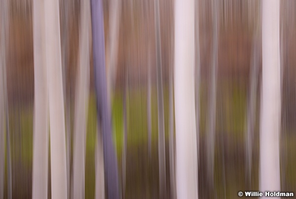 Aspen Abstract 051815 0725