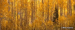 Aspen Forest Pine 092314