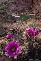 Hedgehog Cactus Flowers merge042218 5986