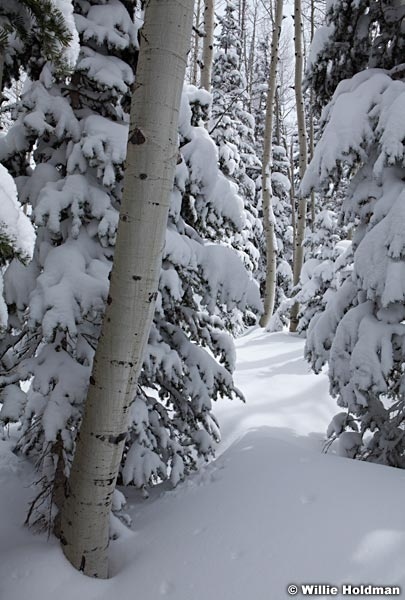 Aspens powder Snow 040913 7584