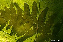 closeupbacklitfleaf092008 3574