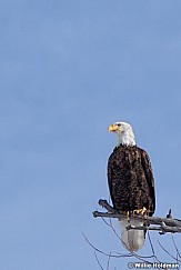 Bald Eagle 021512 32