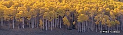 Yellow Aspen Trunks 101019