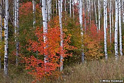 Redmapleamongaspens092211