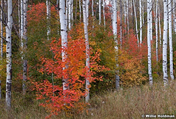 Redmapleamongaspens092211